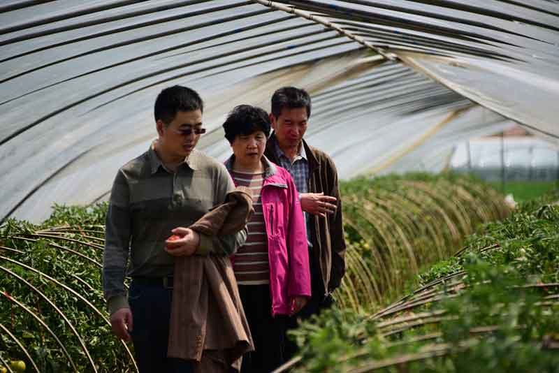 陈志谊一行赴沭阳考察"设施番茄土传病害生物防控效果"